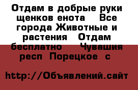 Отдам в добрые руки щенков енота. - Все города Животные и растения » Отдам бесплатно   . Чувашия респ.,Порецкое. с.